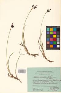 Carex pluriflora Hultén, Siberia, Russian Far East (S6) (Russia)