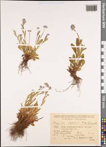 Myosotis alpestris F.W.Schmidt, Caucasus, Georgia (K4) (Georgia)