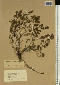 Thymus pulegioides L., Eastern Europe, West Ukrainian region (E13) (Ukraine)