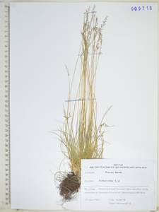 KHA9716, Festuca ovina L., Siberia, Russian Far East (S6) (Russia)