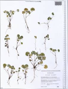 Geranium molle L., Eastern Europe, Rostov Oblast (E12a) (Russia)