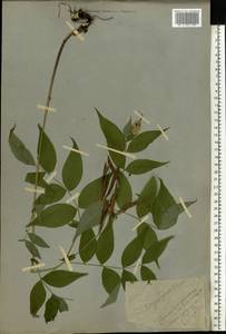 Lathyrus vernus (L.) Bernh., Eastern Europe, Moscow region (E4a) (Russia)