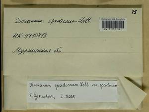 Dicranum spadiceum J.E. Zetterst., Bryophytes, Bryophytes - Karelia, Leningrad & Murmansk Oblasts (B4) (Russia)