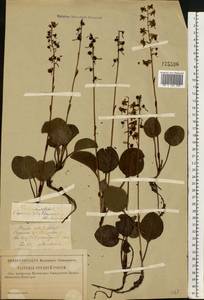 Pyrola rotundifolia L., Eastern Europe, Lower Volga region (E9) (Russia)