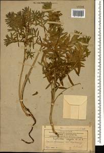 Euphorbia virgata Waldst. & Kit., Caucasus, Armenia (K5) (Armenia)