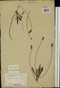 Plantago lanceolata L., Eastern Europe, Rostov Oblast (E12a) (Russia)