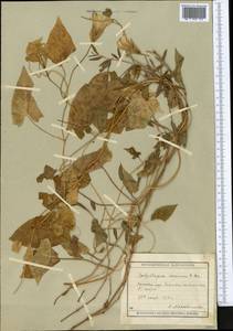 Calystegia sepium (L.) R. Br., Middle Asia, Muyunkumy, Balkhash & Betpak-Dala (M9) (Kazakhstan)