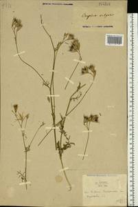 Crupina vulgaris (Pers.) Cass., Eastern Europe, Rostov Oblast (E12a) (Russia)