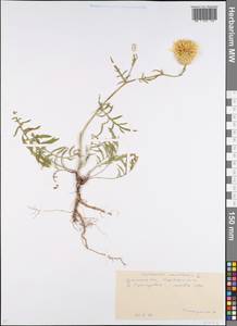 Centaurea orientalis L., Eastern Europe, North Ukrainian region (E11) (Ukraine)