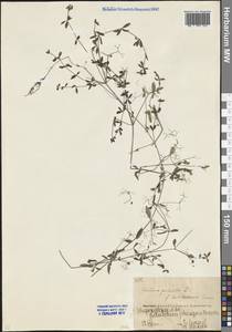Galium palustre L., Eastern Europe, Eastern region (E10) (Russia)