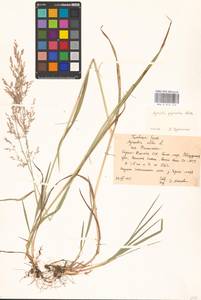 Agrostis gigantea Roth, Eastern Europe, Northern region (E1) (Russia)