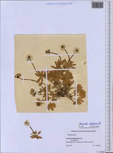 Ranunculus sulphureus Sol., Western Europe (EUR) (Svalbard and Jan Mayen)