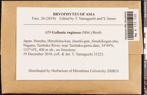 Gollania ruginosa (Mitt.) Broth., Bryophytes, Bryophytes - Asia (outside ex-Soviet states) (BAs) (Japan)