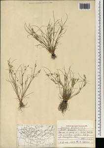 Juncus bufonius L., Mongolia (MONG) (Mongolia)