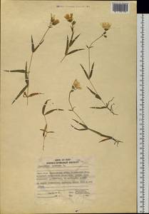 Dichodon maximum (L.) Á. Löve & D. Löve, Siberia, Chukotka & Kamchatka (S7) (Russia)