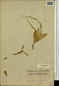 Androcymbium melanthioides Willd., Africa (AFR) (South Africa)
