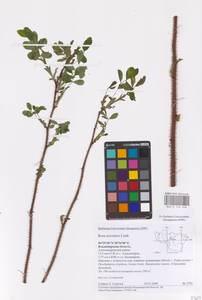 Rosa acicularis Lindl., Eastern Europe, Central region (E4) (Russia)