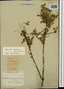 Hippocrepis emerus subsp. emeroides (Boiss. & Spruner) Greuter & Burdet ex Lassen, Crimea (KRYM) (Russia)