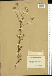 Tripleurospermum inodorum (L.) Sch.-Bip, Eastern Europe, South Ukrainian region (E12) (Ukraine)