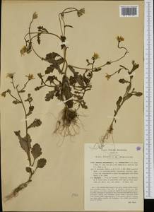 Senecio squalidus subsp. sardous (Fiori) Greuter, Western Europe (EUR) (Italy)