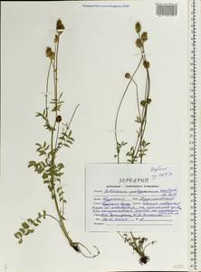 Poterium sanguisorba subsp. polygamum (Waldst. & Kit.) Asch. & Graebn., Eastern Europe, Central forest-and-steppe region (E6) (Russia)