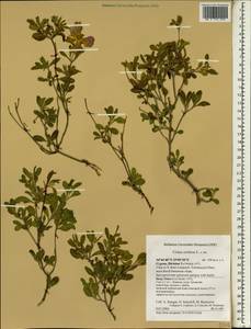 Cistus creticus, South Asia, South Asia (Asia outside ex-Soviet states and Mongolia) (ASIA) (Cyprus)