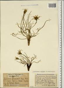 Podospermum alpigenum C. Koch, Caucasus, Armenia (K5) (Armenia)