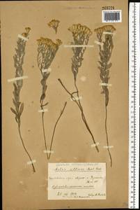 Galatella villosa (L.) Rchb. fil., Eastern Europe, North Ukrainian region (E11) (Ukraine)