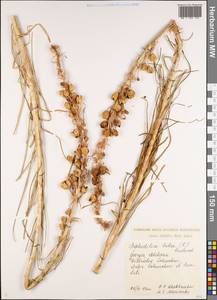 Asphodeline lutea (L.) Rchb., Caucasus, Georgia (K4) (Georgia)