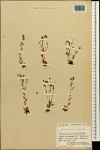 Saxifraga exarata var. adenophora (C. Koch) Engler & Irmscher, Caucasus, North Ossetia, Ingushetia & Chechnya (K1c) (Russia)