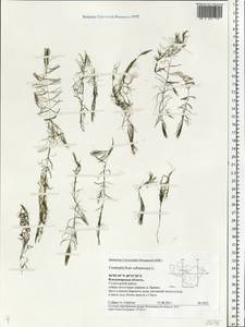 Ceratophyllum submersum L., Eastern Europe, Central region (E4) (Russia)