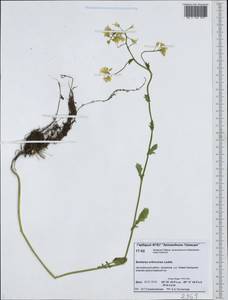 Barbarea orthoceras Ledeb., Siberia, Central Siberia (S3) (Russia)