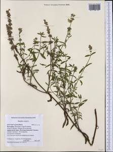 Stachys recta L., Western Europe (EUR) (Bulgaria)