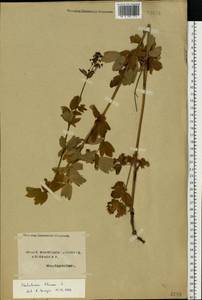 Thalictrum flavum L., Eastern Europe, Northern region (E1) (Russia)