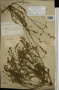 Limonium suffruticosum (L.) Kuntze, Eastern Europe, Lower Volga region (E9) (Russia)