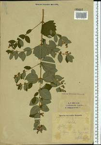 Symphoricarpos albus (L.) C. Koch, Eastern Europe, Eastern region (E10) (Russia)