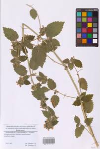 Ballota nigra L., Eastern Europe, Moscow region (E4a) (Russia)