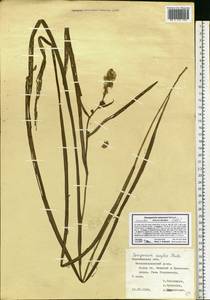 Sparganium emersum Rehmann, Eastern Europe, Central forest-and-steppe region (E6) (Russia)