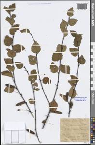 Betula fruticosa Pall., Siberia, Baikal & Transbaikal region (S4) (Russia)