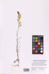 Linaria macroura (M. Bieb.) M. Bieb., Eastern Europe, Lower Volga region (E9) (Russia)