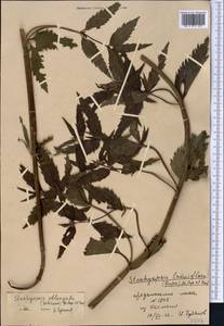Stachyopsis oblongata (Schrenk) Popov & Vved., Middle Asia, Northern & Central Tian Shan (M4) (Kazakhstan)