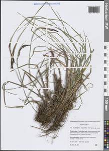 Carex acuta L., Siberia, Yakutia (S5) (Russia)