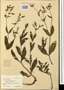 Silene latifolia subsp. latifolia, Crimea (KRYM) (Russia)