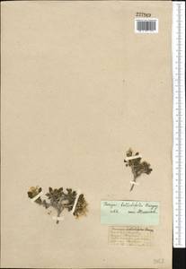 Leiospora bellidifolia (Danguy) Botsch. & Pachom., Middle Asia, Western Tian Shan & Karatau (M3) (Kazakhstan)