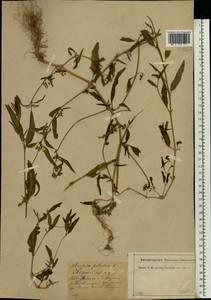 Atriplex patula L., Eastern Europe, North-Western region (E2) (Russia)