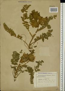 Astragalus dasyanthus Pall., Eastern Europe, Moldova (E13a) (Moldova)