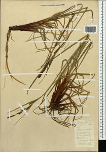 Carex aquatilis Wahlenb., Eastern Europe, Northern region (E1) (Russia)