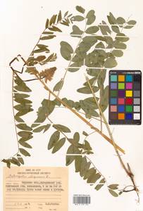 Astragalus uliginosus L., Siberia, Russian Far East (S6) (Russia)
