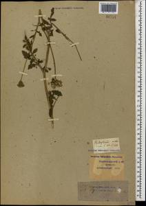 Tordylium maximum L., Caucasus, Krasnodar Krai & Adygea (K1a) (Russia)