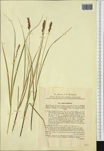 Carex disticha Huds., Western Europe (EUR) (Czech Republic)